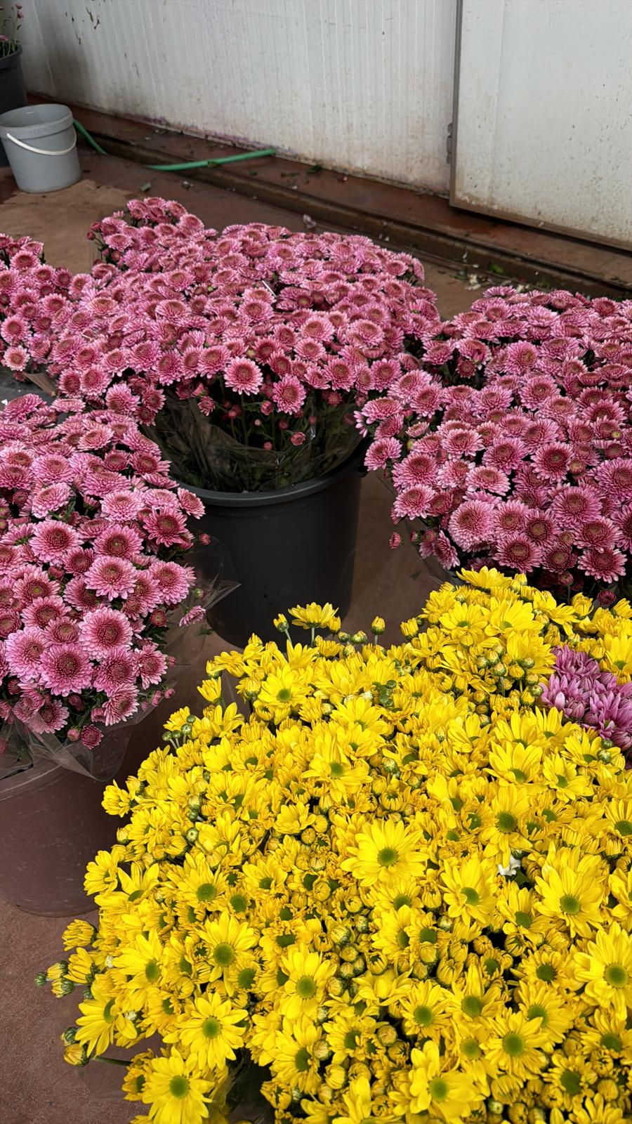 basiskele-cicekciler