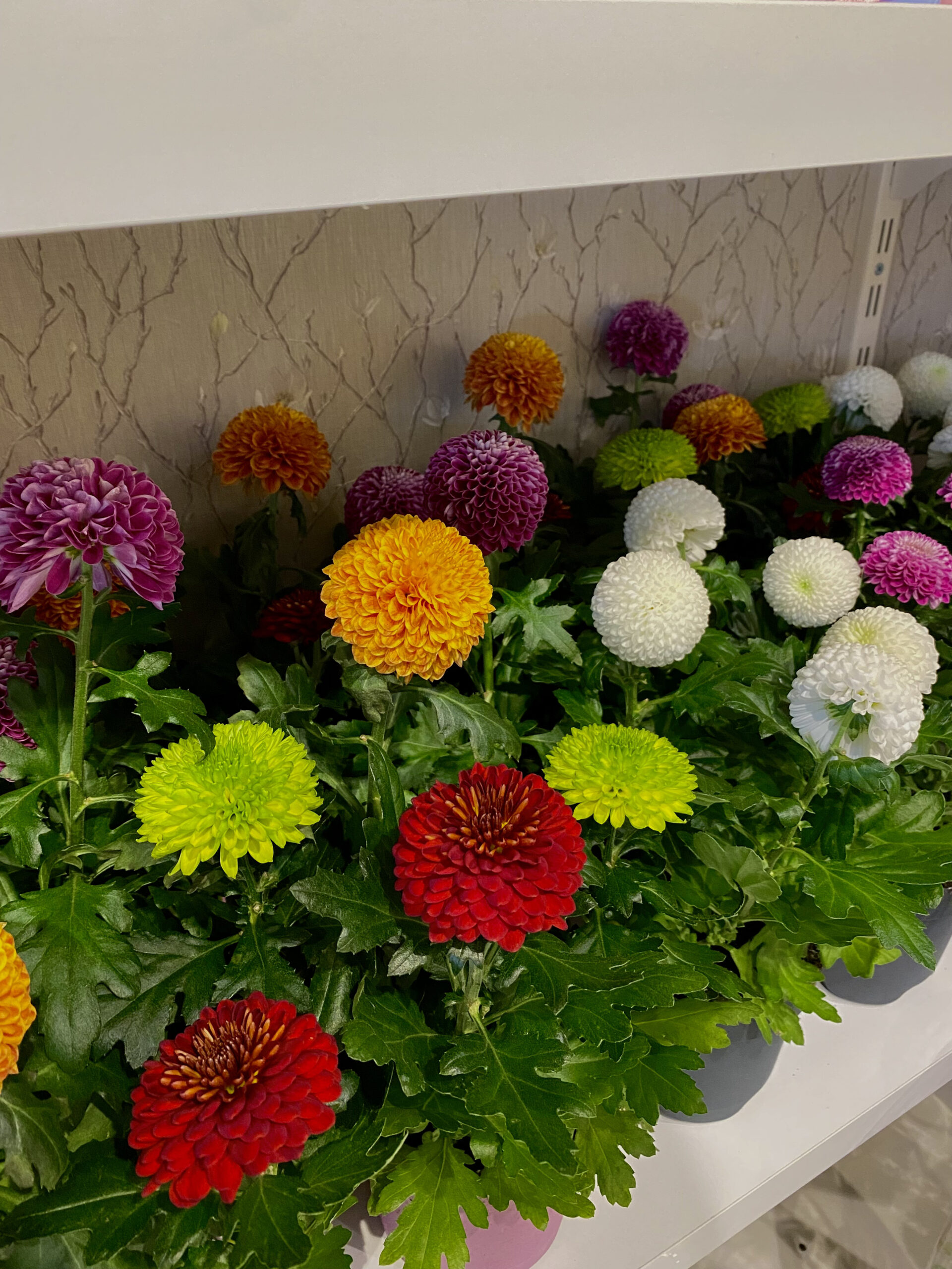 basiskele-cicekciler